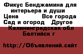 Фикус Бенджамина для интерьера и души › Цена ­ 2 900 - Все города Сад и огород » Другое   . Калининградская обл.,Балтийск г.